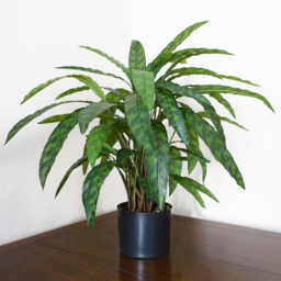 Leaf Green Variegated Calathea Artificial Plant Pot 1.9ft - Size: 60 x 60 x 60cm - Wilko - thumbnail 3