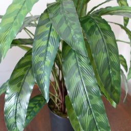 Leaf Green Variegated Calathea Artificial Plant Pot 1.9ft - Size: 60 x 60 x 60cm - Wilko - thumbnail 4