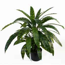 Leaf Green Variegated Calathea Artificial Plant Pot 1.9ft - Size: 60 x 60 x 60cm - Wilko - thumbnail 1