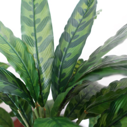 Leaf Green Variegated Calathea Artificial Plant Pot 1.9ft - Size: 60 x 60 x 60cm - Wilko - thumbnail 5