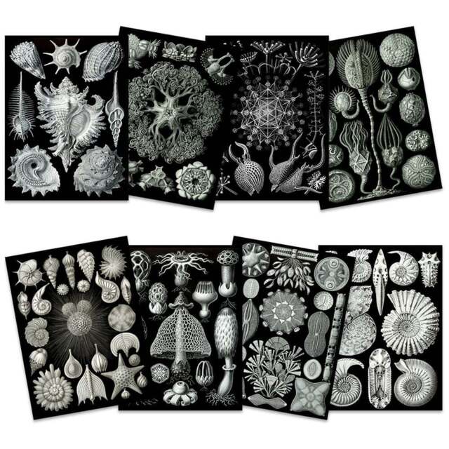 Artery8 Black and White Vintage Ernst Haeckel Botanical Wall Art Print 30 x 41cm 8 Pack - Size: 40.5 x 30.5 x 0.3cm - Wilko - image 1
