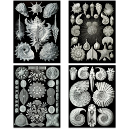 Artery8 Black and White Vintage Ernst Haeckel Botanical Wall Art Print 30 x 41cm 8 Pack - Size: 40.5 x 30.5 x 0.3cm - Wilko - thumbnail 3