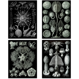 Artery8 Black and White Vintage Ernst Haeckel Botanical Wall Art Print 30 x 41cm 8 Pack - Size: 40.5 x 30.5 x 0.3cm - Wilko - thumbnail 4