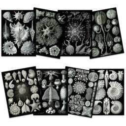 Artery8 Black and White Vintage Ernst Haeckel Botanical Wall Art Print 30 x 41cm 8 Pack - Size: 40.5 x 30.5 x 0.3cm - Wilko - thumbnail 1