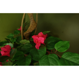 Botanik Japanese Silk Bougainvillaea Artificial Tree in Pot 5ft - Size: 150 x 70 x 70cm - Dark Pink - Wilko - thumbnail 6