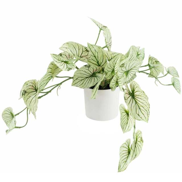 Botanik Trailing Variegated Alocasia Artificial Plant in Pot 30cm - Size: 30 x 50 x 40cm - Green - Wilko - image 1
