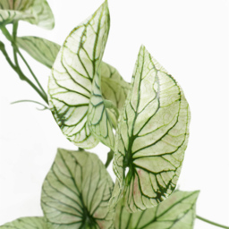 Botanik Trailing Variegated Alocasia Artificial Plant in Pot 30cm - Size: 30 x 50 x 40cm - Green - Wilko - thumbnail 5