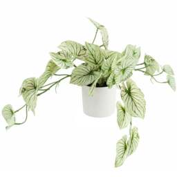 Botanik Trailing Variegated Alocasia Artificial Plant in Pot 30cm - Size: 30 x 50 x 40cm - Green - Wilko - thumbnail 1