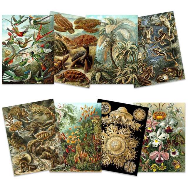 Artery8 Vintage Ernst Haeckel Land and Sea Life Wall Art Print 30 x 41cm 8 Pack - Size: 40.5 x 30.5 x 0.3cm - Multi - Wilko - image 1