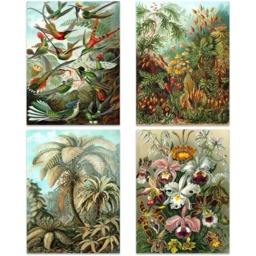 Artery8 Vintage Ernst Haeckel Land and Sea Life Wall Art Print 30 x 41cm 8 Pack - Size: 40.5 x 30.5 x 0.3cm - Multi - Wilko - thumbnail 3