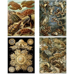 Artery8 Vintage Ernst Haeckel Land and Sea Life Wall Art Print 30 x 41cm 8 Pack - Size: 40.5 x 30.5 x 0.3cm - Multi - Wilko - thumbnail 4