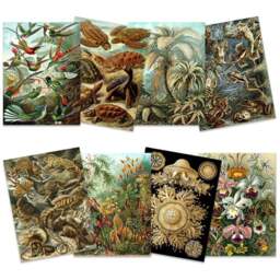 Artery8 Vintage Ernst Haeckel Land and Sea Life Wall Art Print 30 x 41cm 8 Pack - Size: 40.5 x 30.5 x 0.3cm - Multi - Wilko - thumbnail 1