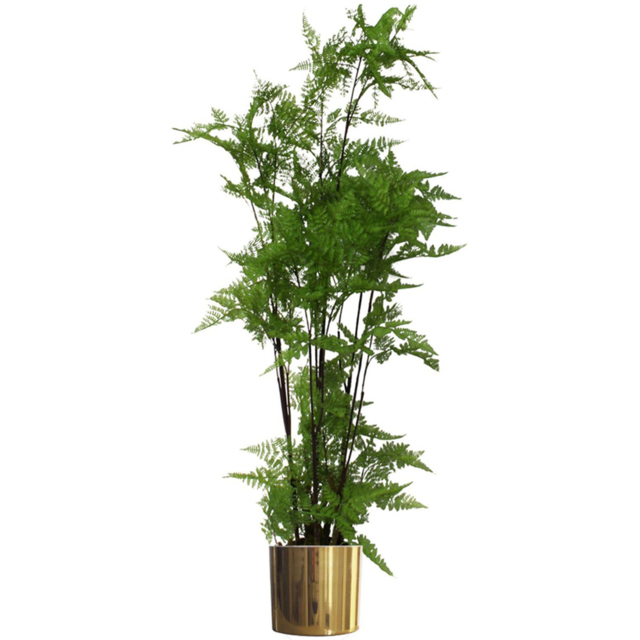 Botanik Natural Look Moss Fern Artificial Plant in Gold Planter 4.9ft - Size: 150 x 60 x 60cm - Green - Wilko - image 1