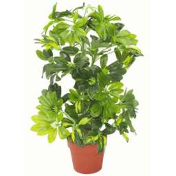 Leaf Gold Capella Arboricola Artificial Plant in Pot 75cm - Size: 65 x 45 x 45cm - Green - Wilko - thumbnail 1