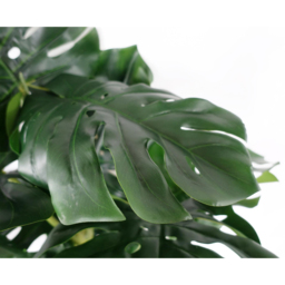 Botanik Monstera Artificial Plant in Pot 5ft - Size: 150 x 80 x 80cm - Green - Wilko - thumbnail 3