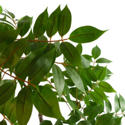 Leaf Evergreen Toona Sinensis Artificial Plant 65cm - Size: 65 x 40 x 40cm - Wilko - thumbnail 5