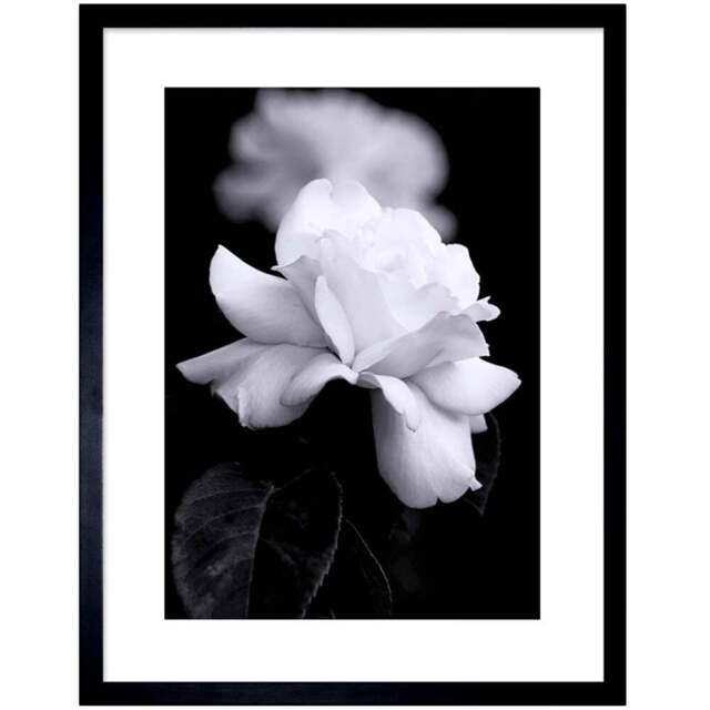 Wee Blue Coo Black and White Rose Petal Nature Framed Wall Art Print 23 x 18cm - Size: 25.9 x 20.6 x 1.5cm - Wilko - image 1