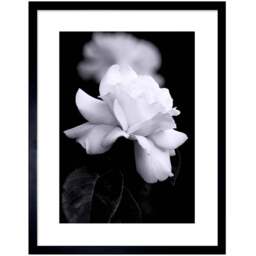 Wee Blue Coo Black and White Rose Petal Nature Framed Wall Art Print 23 x 18cm - Size: 25.9 x 20.6 x 1.5cm - Wilko - thumbnail 1