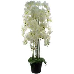 Botanik Giant White Orchid Artificial Plant in Pot 5ft - Size: 150 x 70 x 70cm - Wilko