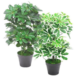 Leaf Dwarf Umbrella Tree Artificial Plant in Pot 55cm - Size: 55 x 45 x 45cm - Green - Wilko - thumbnail 4