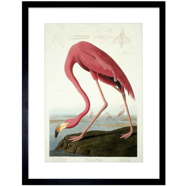 Wee Blue Coo Audubon American Flamingo Painting Framed Wall Art Print 30 x 41cm - Size: 43.3 x 33.3 x 1.5cm - Pink - Wilko - image 1