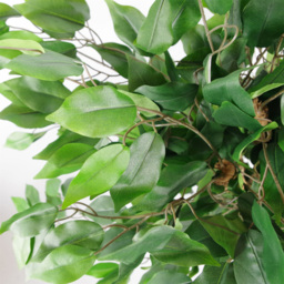 Botanik Evergreen Bushy Ficus Realistic Artificial House Plant 2.9ft - Size: 90 x 20 x 20cm - Wilko - thumbnail 4