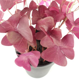 Botanik Purple Shamrock Pink Flowers Artificial Plant in Pot 30cm - Size: 30 x 20 x 20cm - Wilko - thumbnail 3