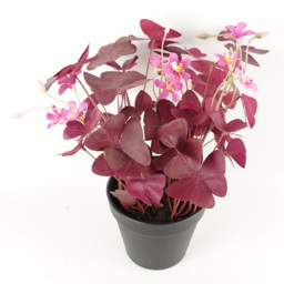 Botanik Purple Shamrock Pink Flowers Artificial Plant in Pot 30cm - Size: 30 x 20 x 20cm - Wilko - thumbnail 4