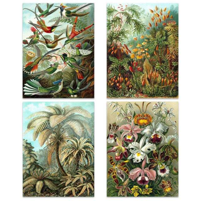 Artery8 Vintage Ernst Haeckel Flora and Fauna Wall Art Print 30 x 41cm 4 Pack - Size: 40.5 x 30.5 x 0.3cm - Multi - Wilko - image 1
