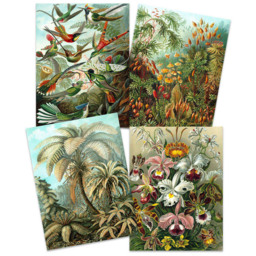 Artery8 Vintage Ernst Haeckel Flora and Fauna Wall Art Print 30 x 41cm 4 Pack - Size: 40.5 x 30.5 x 0.3cm - Multi - Wilko - thumbnail 4