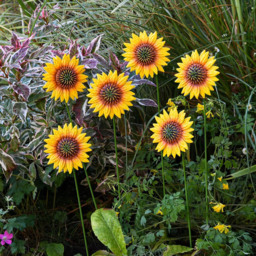 Garden Gear Metal Sunflower Stake 57cm 6 Pack - Size: 57 x 10 x 10cm - Yellow - Wilko - thumbnail 3