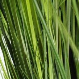 Leaf Natural Onion Artificial Grass Plant in Plastic Pot 4.2ft - Size: 130 x 30 x 30cm - Green - Wilko - thumbnail 4
