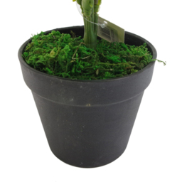 Leaf Luxury Evergreen Artificial Fern Plant Pot 1.6ft - Size: 50 x 60 x 60cm - Wilko - thumbnail 5