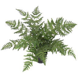 Leaf Luxury Evergreen Artificial Fern Plant Pot 1.6ft - Size: 50 x 60 x 60cm - Wilko - thumbnail 4