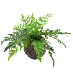Leaf Luxury Evergreen Artificial Fern Plant Pot 1.6ft - Size: 50 x 60 x 60cm - Wilko - thumbnail 3