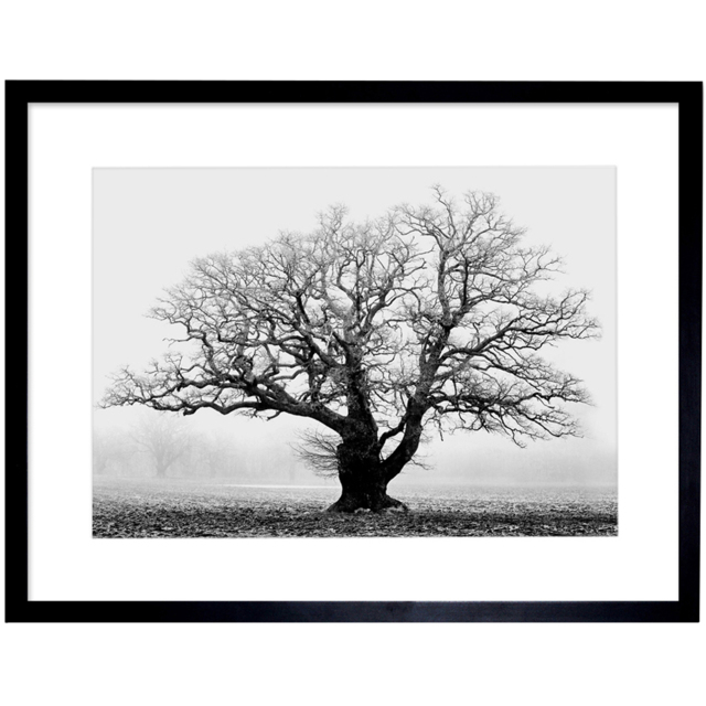 Wee Blue Coo Black and White Old Oak Tree Mist Fog Photo Framed Wall Art Print 30 x 41cm - Size: 43.3 x 33.3 x 1.5cm - Grey - Wilko - image 1