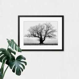 Wee Blue Coo Black and White Old Oak Tree Mist Fog Photo Framed Wall Art Print 30 x 41cm - Size: 43.3 x 33.3 x 1.5cm - Grey - Wilko - thumbnail 4