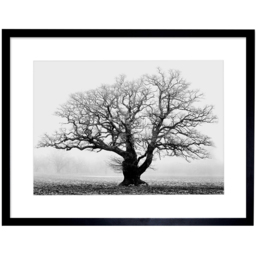 Wee Blue Coo Black and White Old Oak Tree Mist Fog Photo Framed Wall Art Print 30 x 41cm - Size: 43.3 x 33.3 x 1.5cm - Grey - Wilko - thumbnail 1