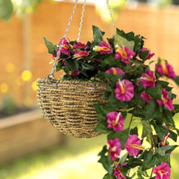 Marco Paul Purple Hanging Basket - Size: 24 x 15 x 15cm - Wilko - thumbnail 7