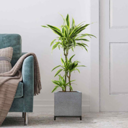 wilko Hammered Stone Light Grey Indoor Planter on Metal Stand 35cm - Instadecor - thumbnail 5