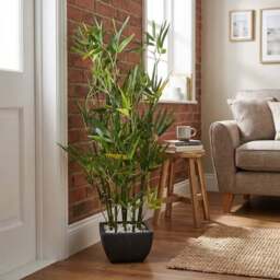 Artificial Green Bamboo Plant in Black Terracotta Pot with Pebbles - Wilko - thumbnail 6