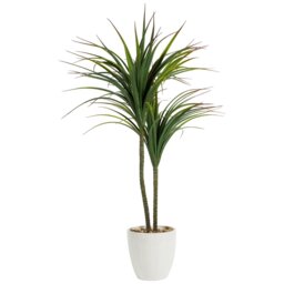 Dragon Tree in Ceramic Pot - Green and White - Wilko - thumbnail 5