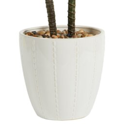 Dragon Tree in Ceramic Pot - Green and White - Wilko - thumbnail 7