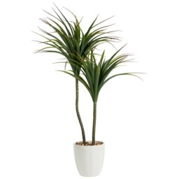 Dragon Tree in Ceramic Pot - Green and White - Wilko