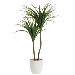 Dragon Tree in Ceramic Pot - Green and White - Wilko - thumbnail 4