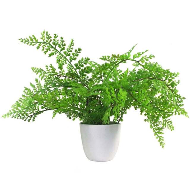 Botanik Royal Fern Artificial Tree in Pot 30cm - Size: 30 x 40 x 40cm - Green - Wilko - image 1