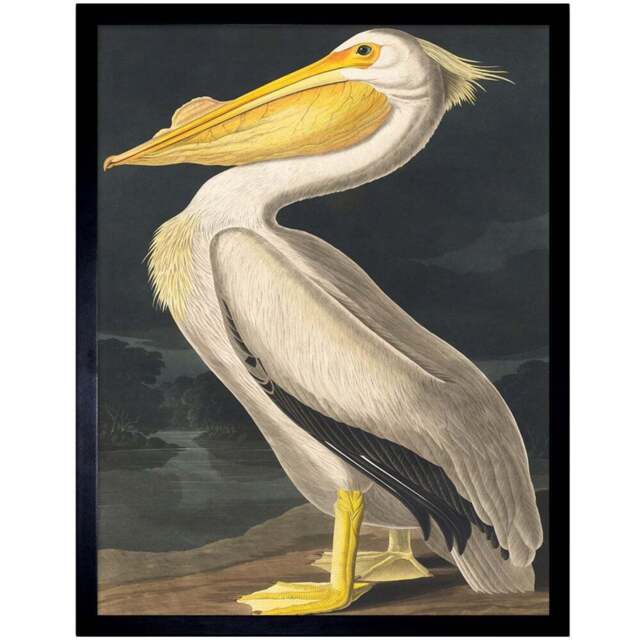 Wee Blue Coo Vintage John James Audubon Pelican Bird Framed Wall Art Print 30 x 41cm - Size: 43.3 x 33.3 x 1.5cm - Cream - Wilko - image 1