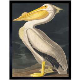 Wee Blue Coo Vintage John James Audubon Pelican Bird Framed Wall Art Print 30 x 41cm - Size: 43.3 x 33.3 x 1.5cm - Cream - Wilko - thumbnail 1