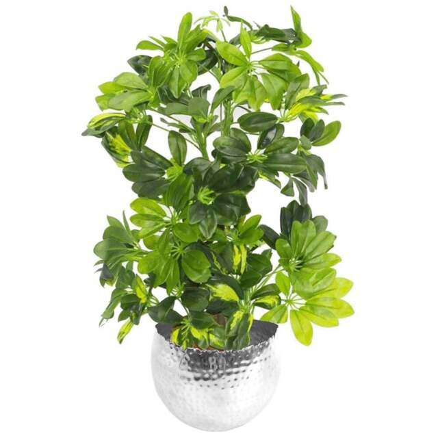 Leaf Gold Capella Arboricola Artificial Plant in Pot 75cm - Size: 65 x 45 x 45cm - Green - Wilko - image 1