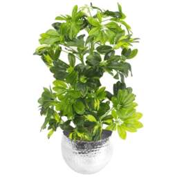 Leaf Gold Capella Arboricola Artificial Plant in Pot 75cm - Size: 65 x 45 x 45cm - Green - Wilko - thumbnail 1